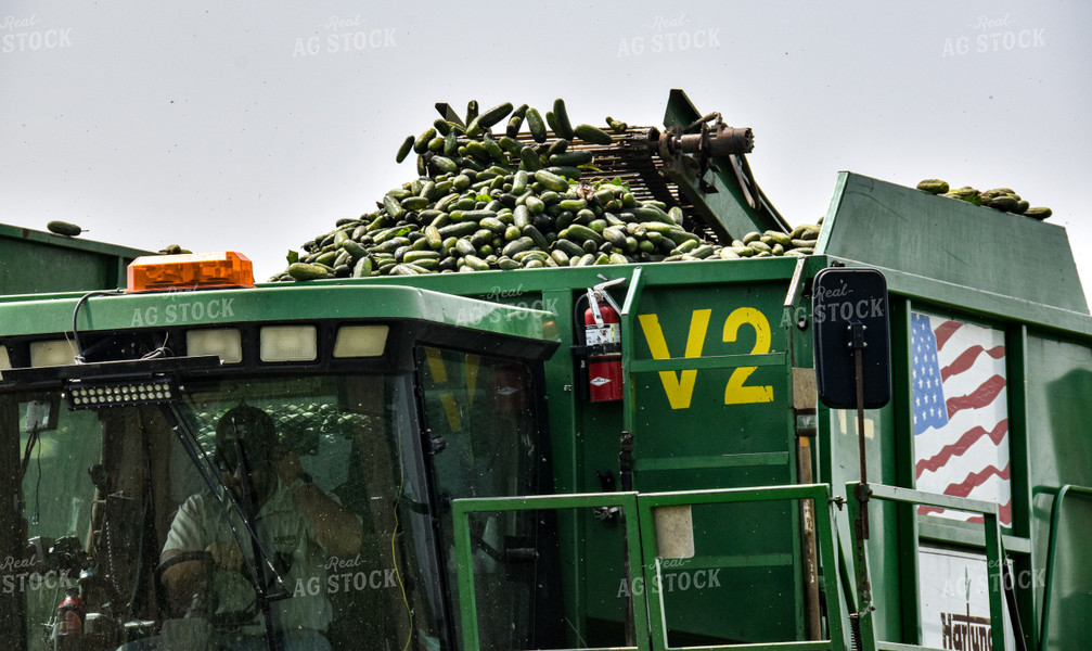 Cucumber Harvest 84162