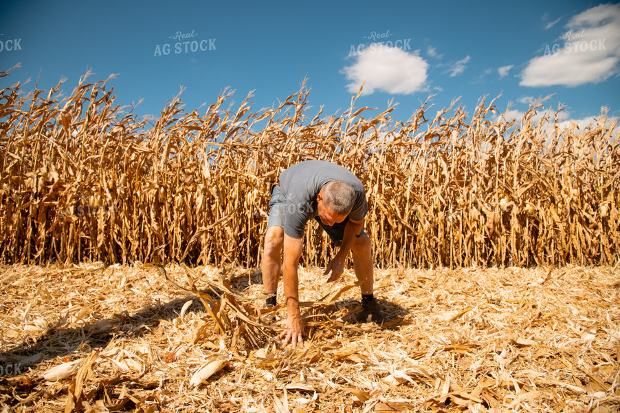 Farmer Checks Debris in Corn Harvest 25936