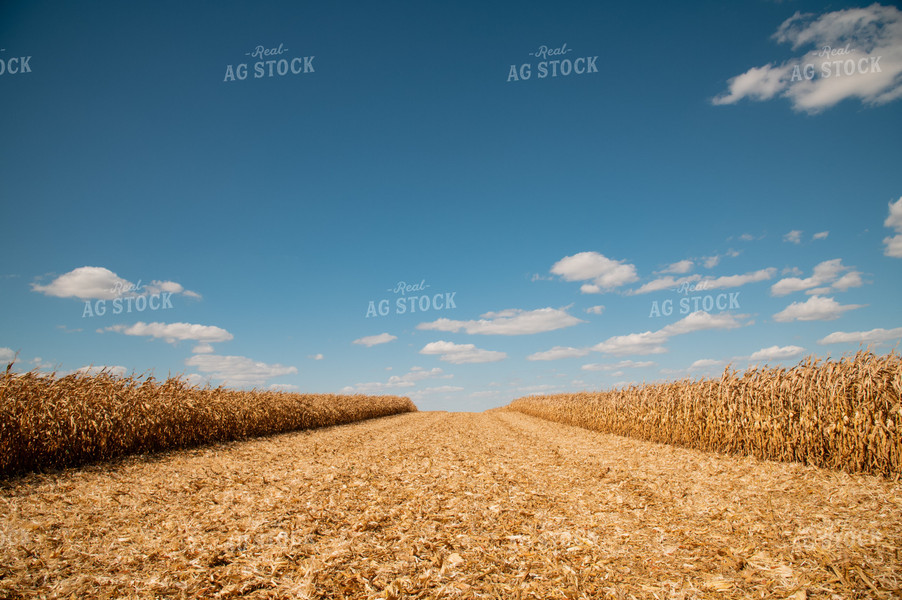 Corn Field 25938