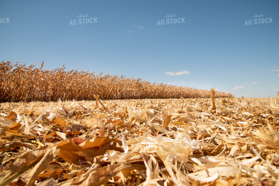 Corn Field 25946