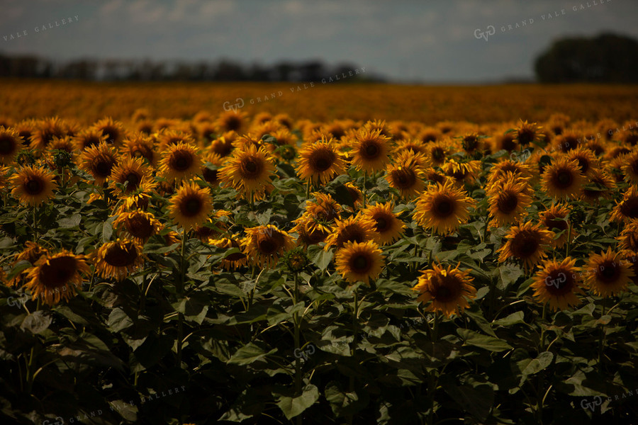 Sunflowers 2090