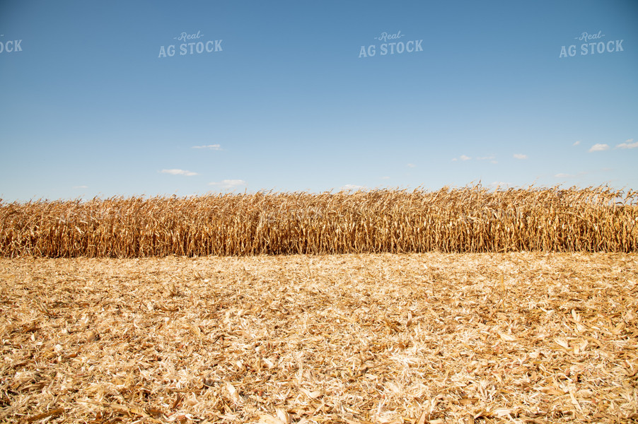 Corn Field 25950