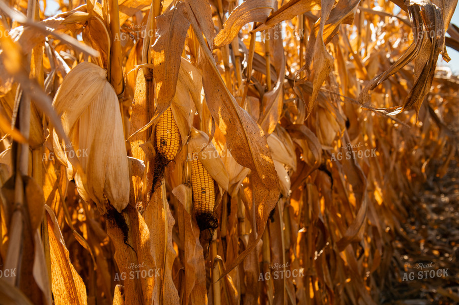 Dried Corn 25952