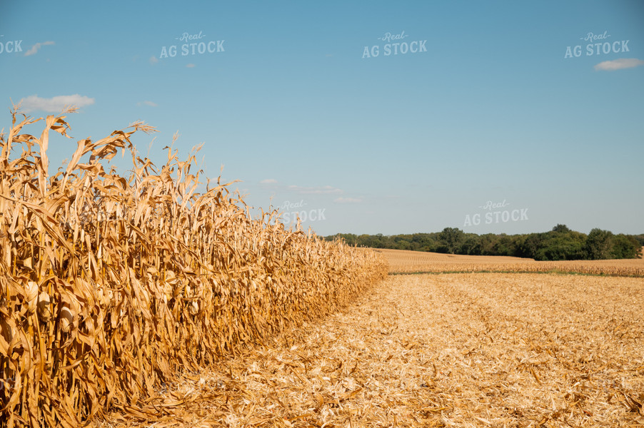 Corn Field 25957