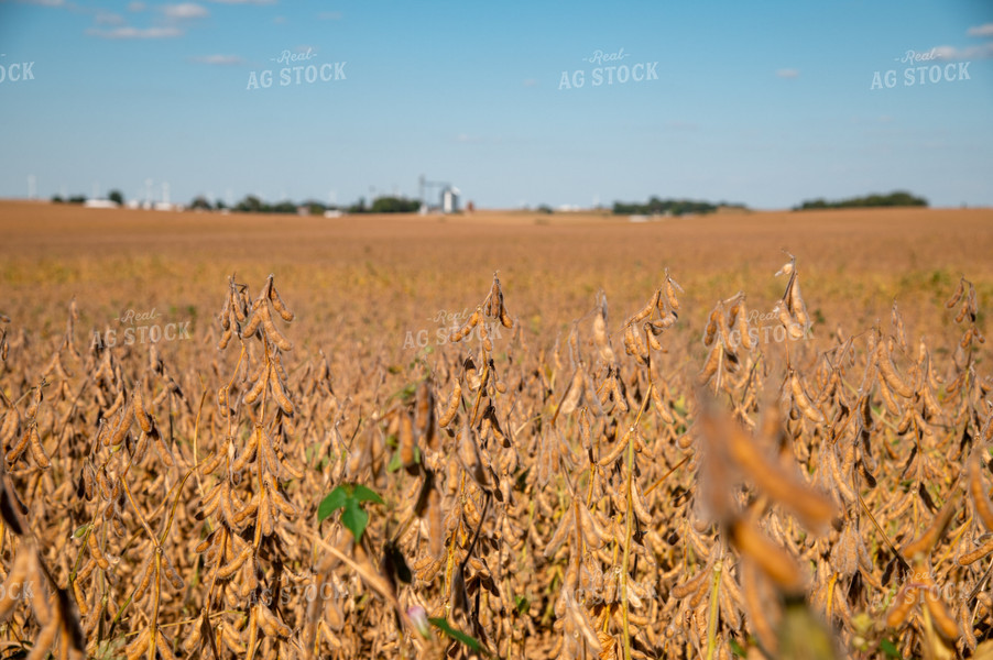 Soybean Field 25963