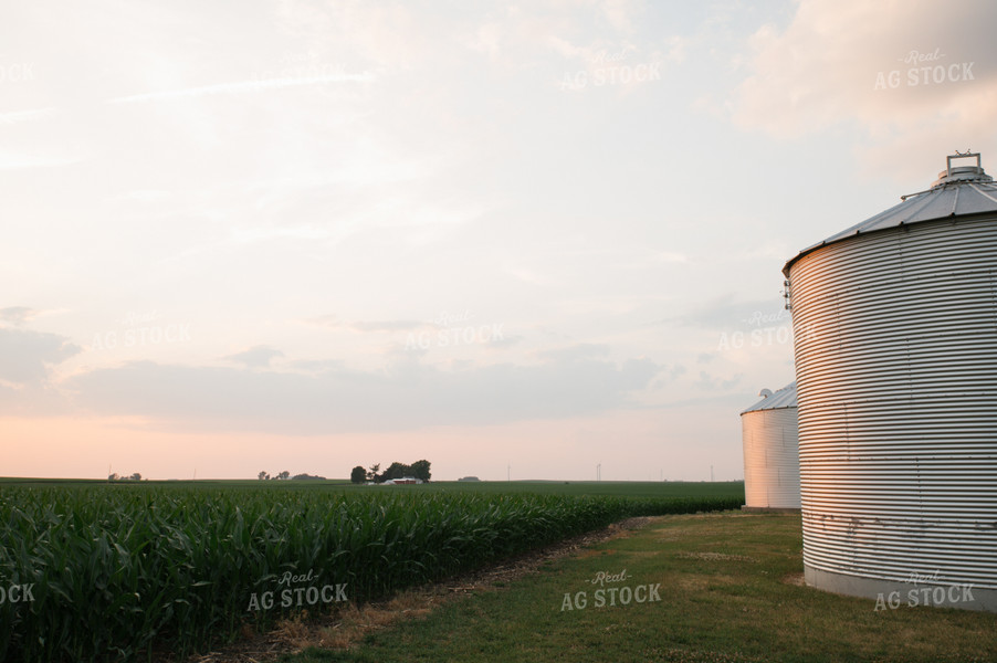 Corn Field and Grain Bins 25977
