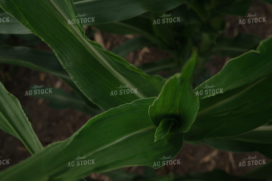 Corn Plant 25979