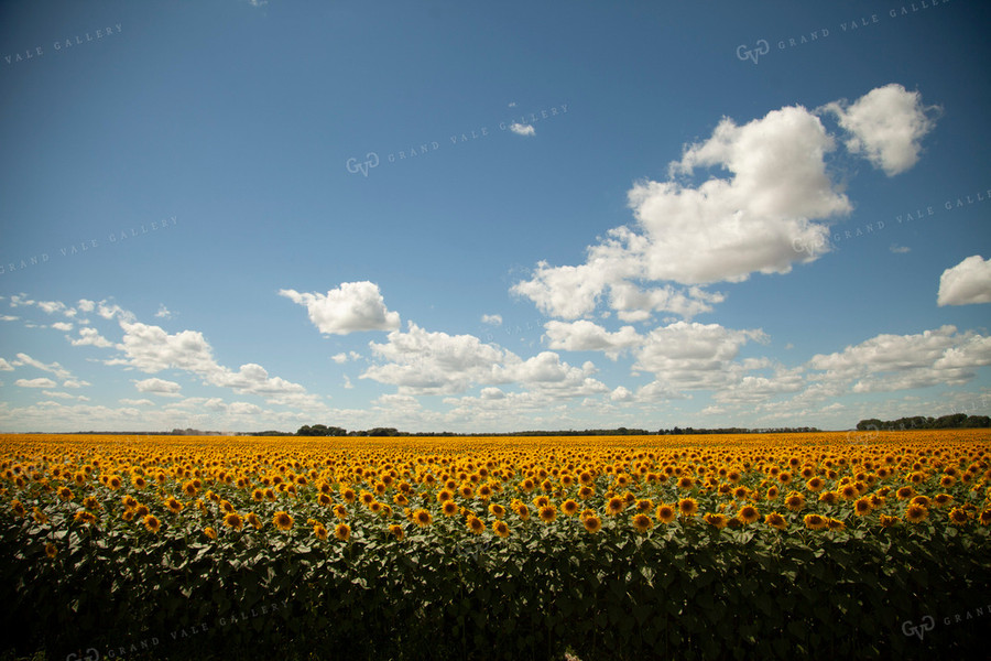 Sunflowers 2096