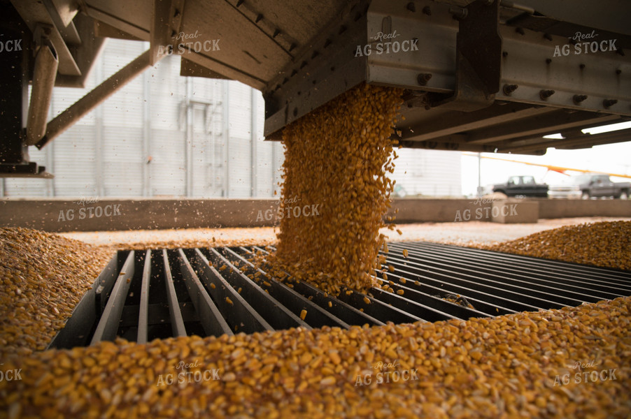 Corn Dumping into Grain Pit 26012