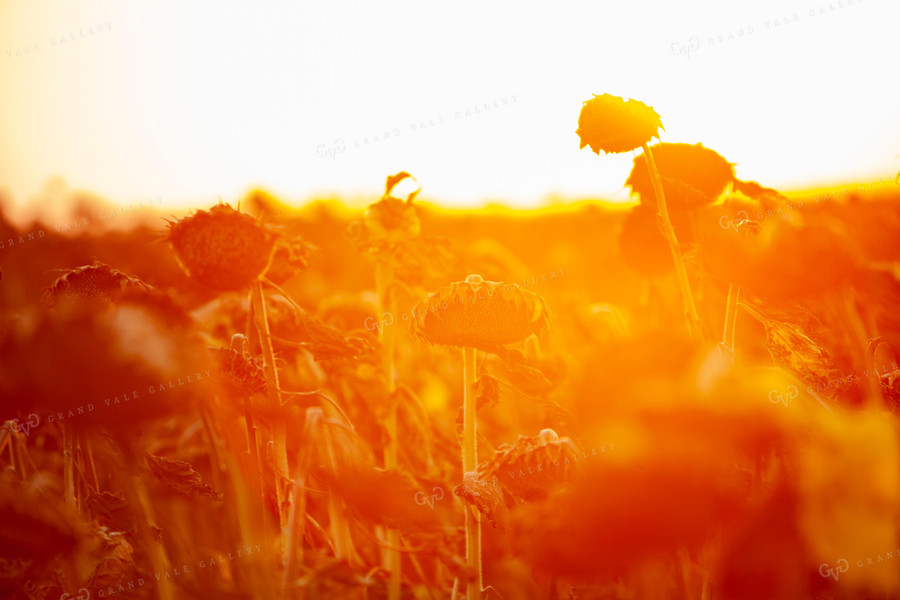 Sunflowers 2102