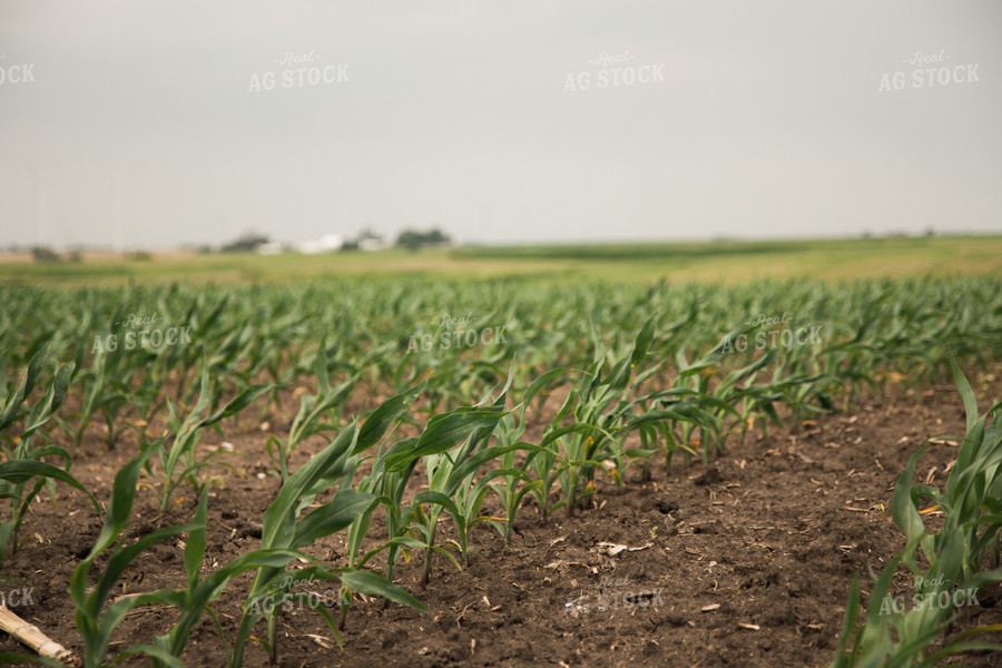 Corn Field 67358