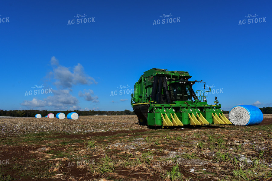 Cotton Harvest 149003