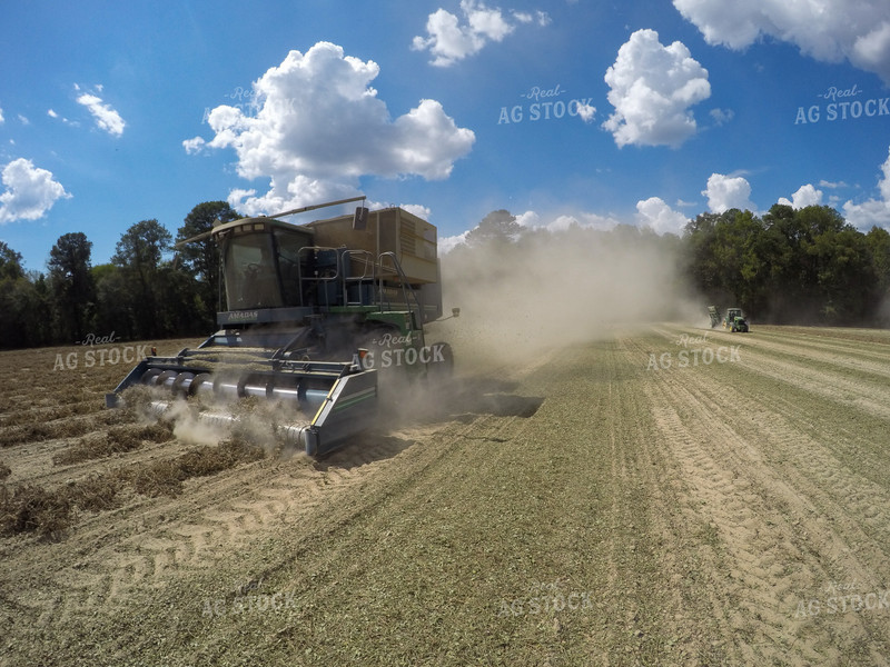 Peanut Harvest 149005