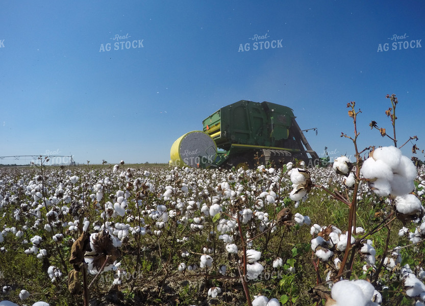 Cotton Harvest 149006