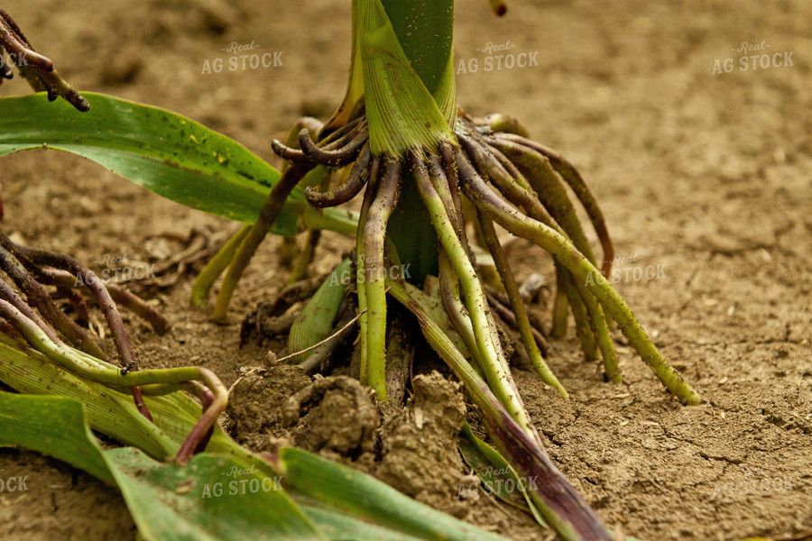 Corn Roots 150001