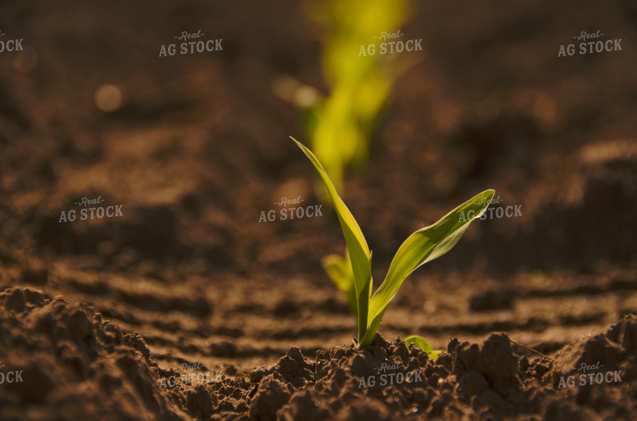 Early Growth Corn 137036