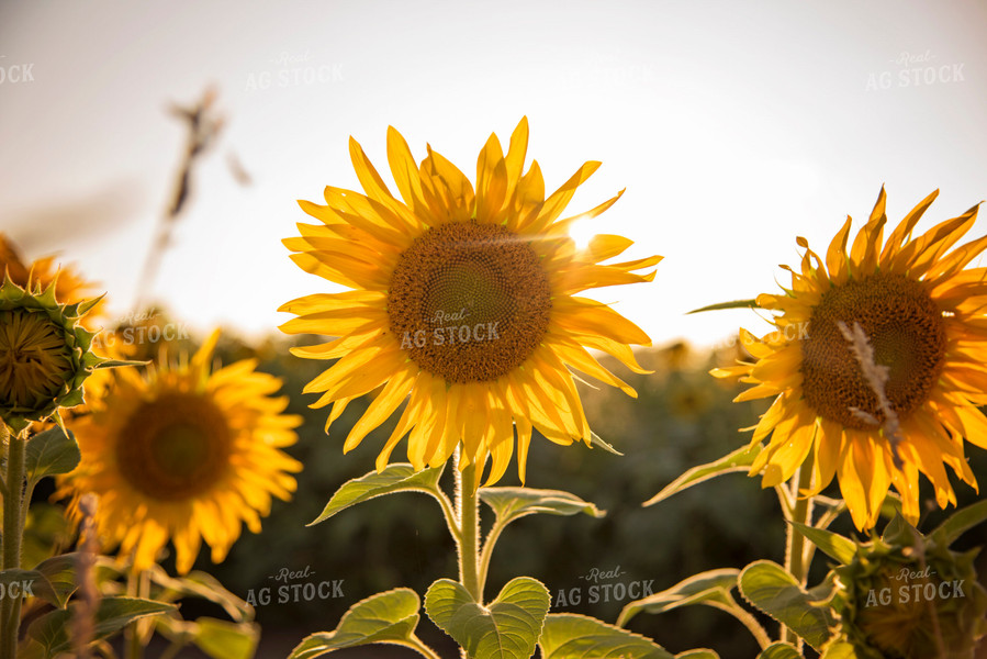 Sunflowers 137038