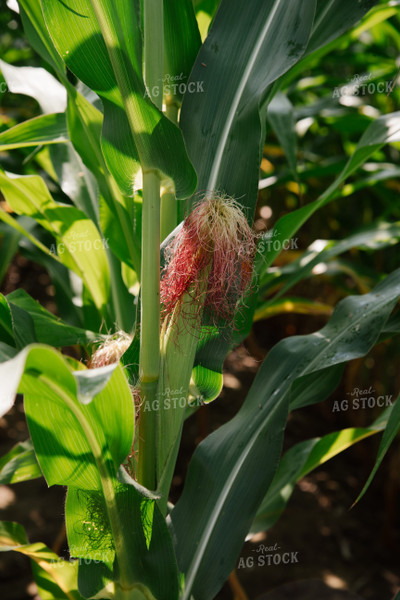 Silking Ear of Corn 137048