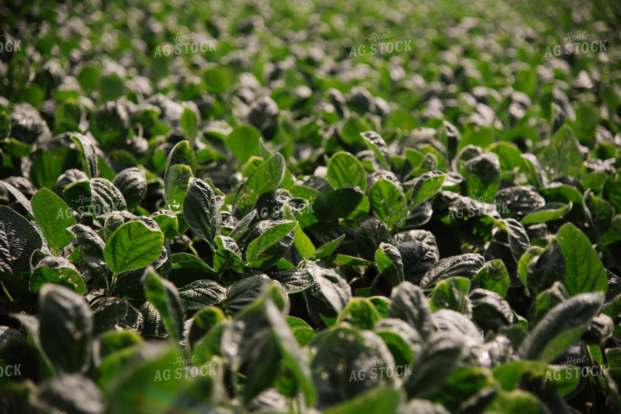 Soybeans 137051