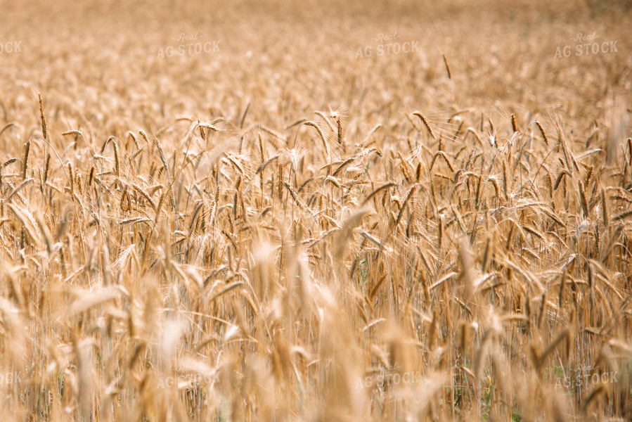 Wheat Field 137053