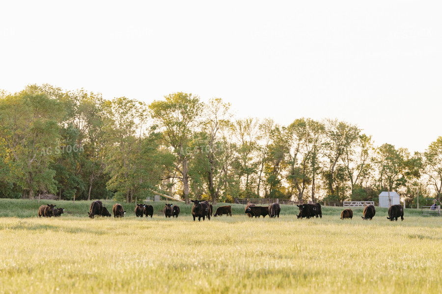 Black Angus Cattle on Pasture 68189