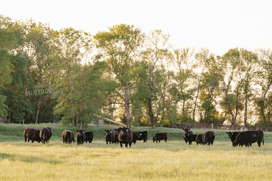Black Angus Cattle on Pasture 68191