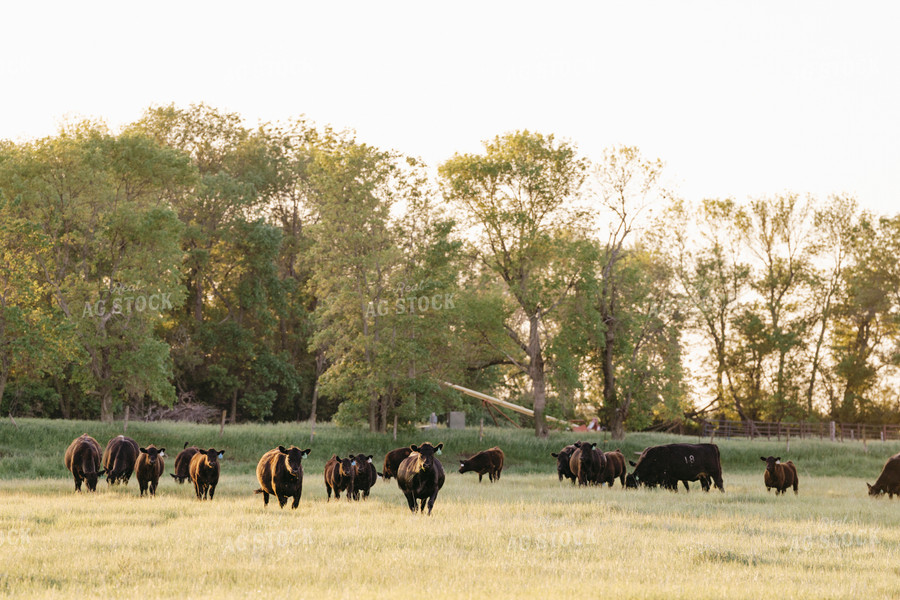 Black Angus Cattle on Pasture 68192