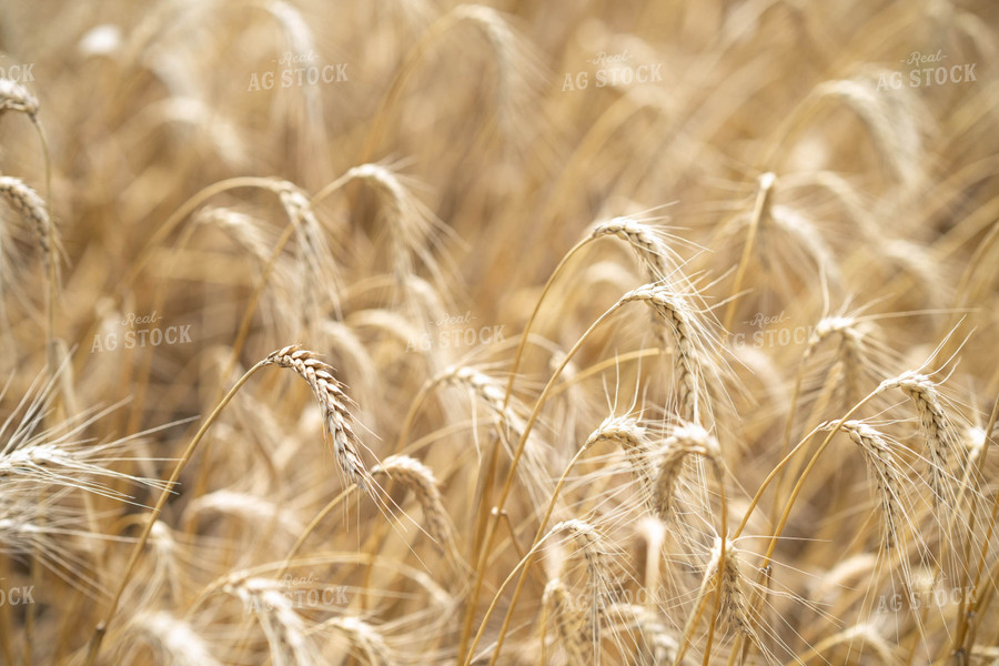 Wheat Field 91044