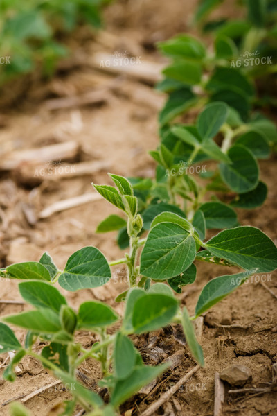 Soybeans 151001