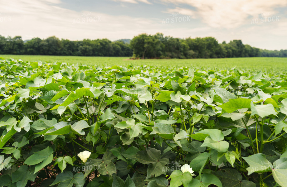 Cotton Blossums 128033