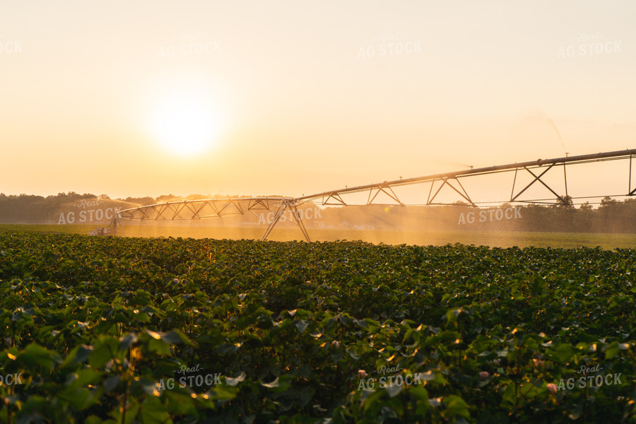 Irrigated Cotton Field 128037