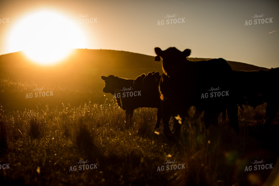Black Angus Cattle on Pasture 147015
