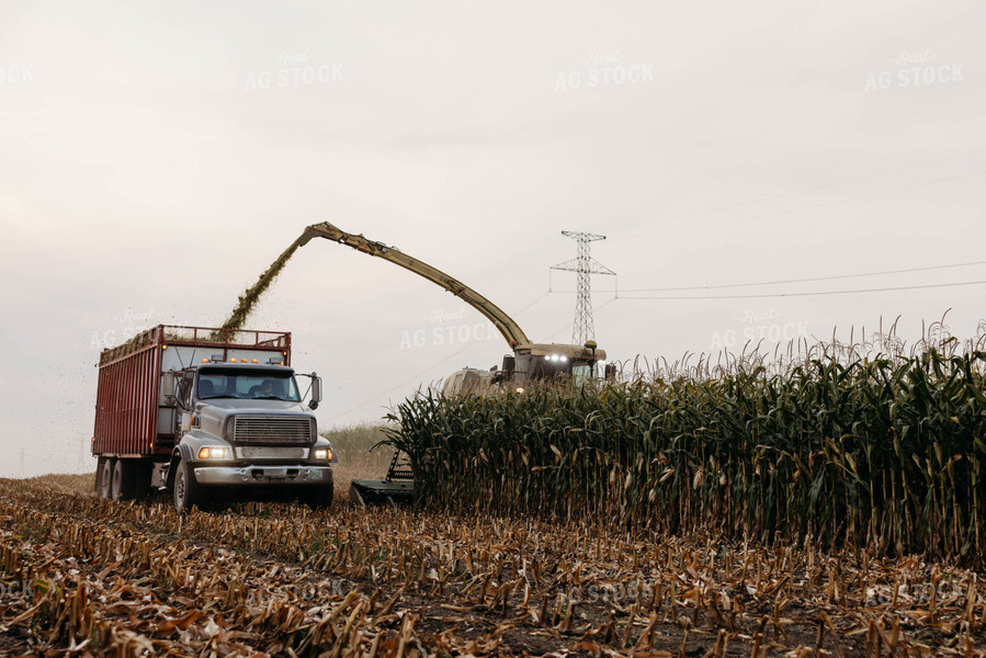 Chopping Corn Silage 152018