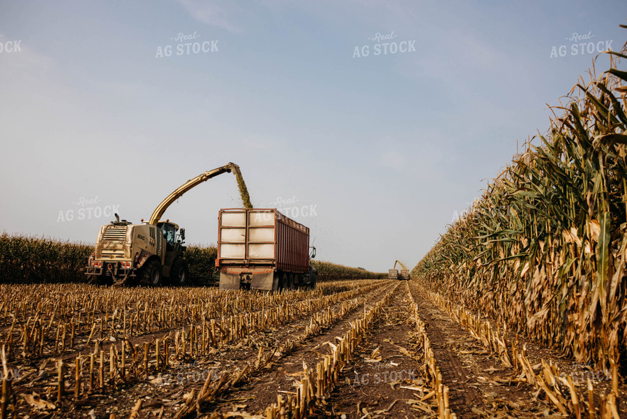 Chopping Corn Silage 152025