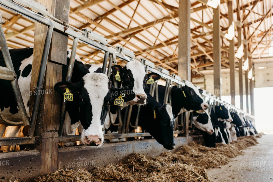 Holstein Cattle in Open Air Dairy Barn 152083