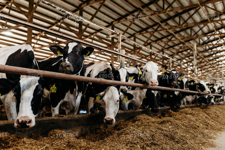 Holstein Cattle in Open Air Dairy Barn 152088