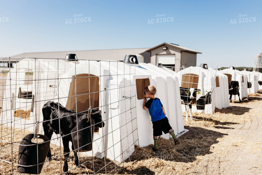 Farm Kid with Holstein Calf 152098