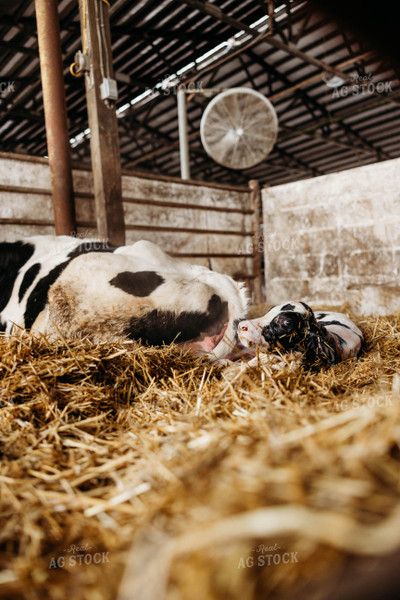 Newborn Holstein Calf 152101