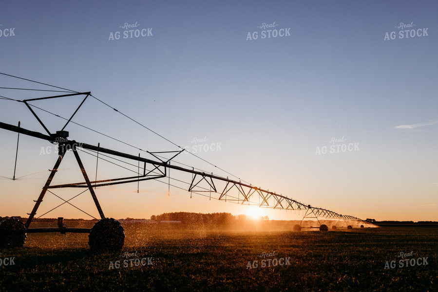 Irrigated Field 152201