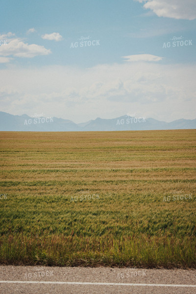 Ripening Wheat Field 83081