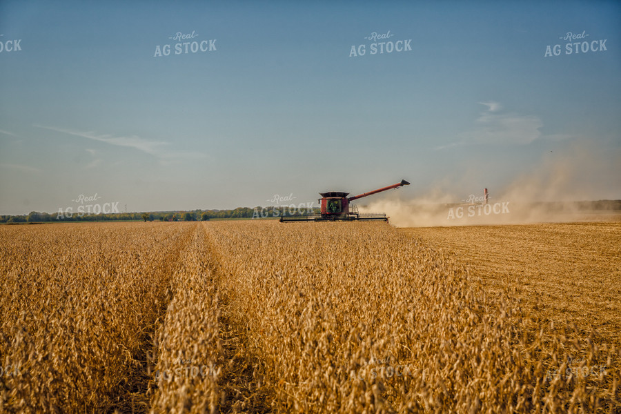 Soybean Harvest 153003