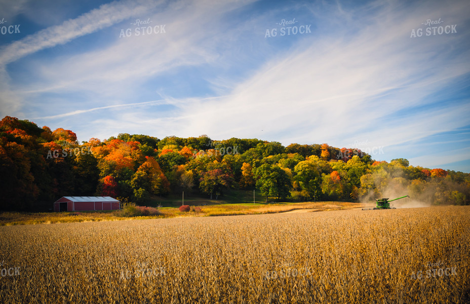 Soybean Harvest 153015