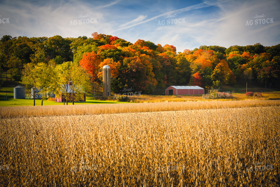 Fall Landscape with Dried Soybean Field 153023