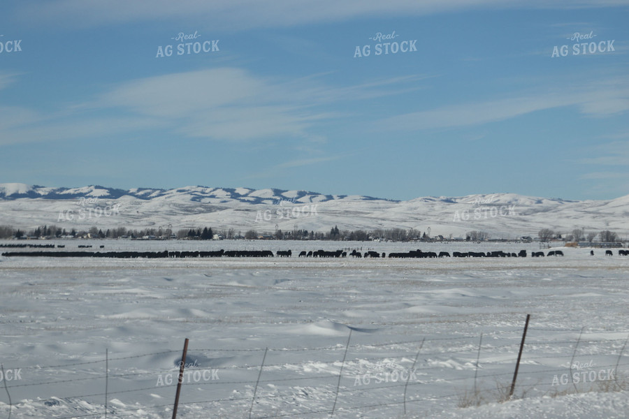 Black Angus Cattle on Snowy Pasture in Foothills 102036