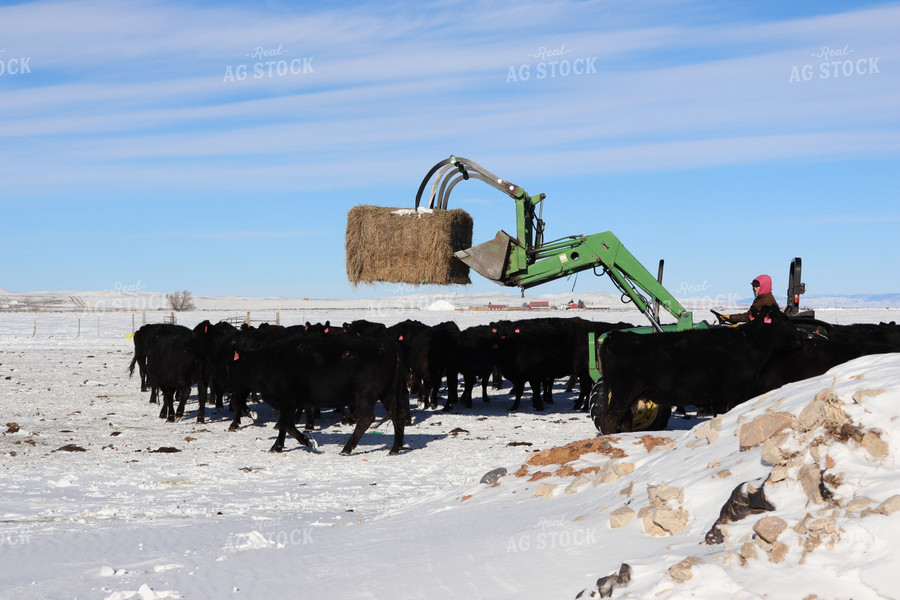Farmer Putting Out Feed for Black Angus Cattle on Pasture 102037
