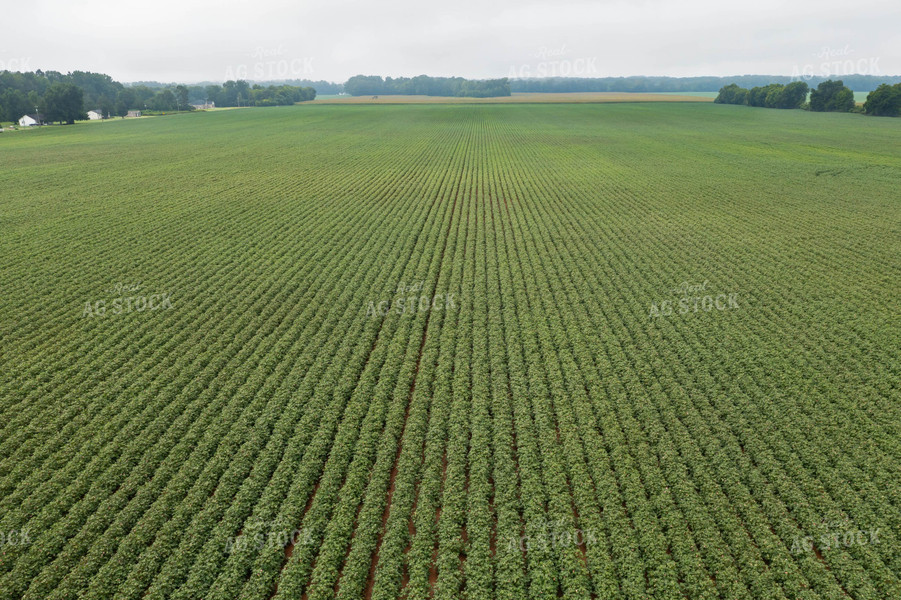 Cotton Field 79366