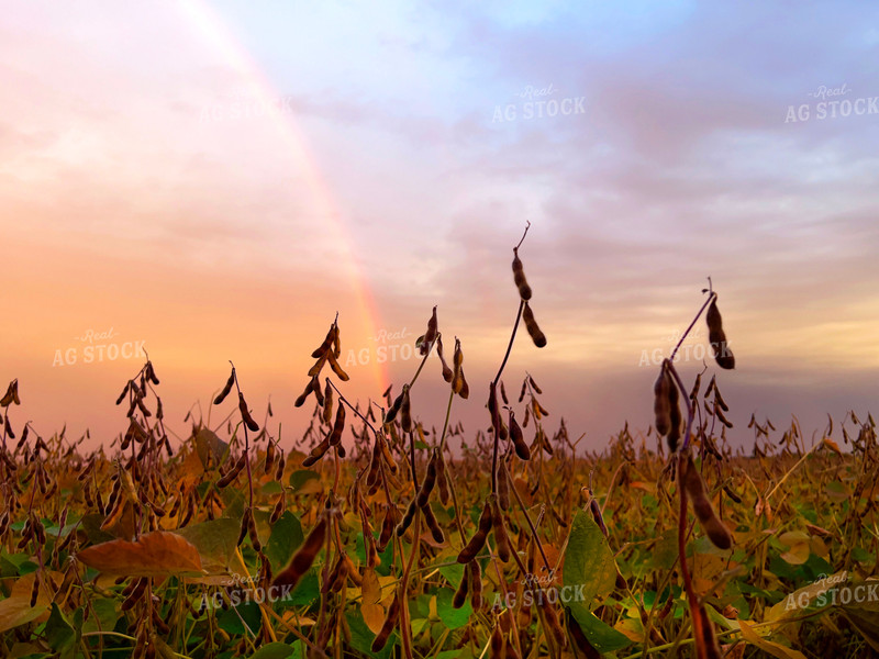 Semi Dried Soybean Field with Rainbow 154006