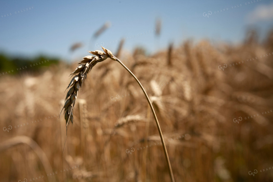 Wheat 2160