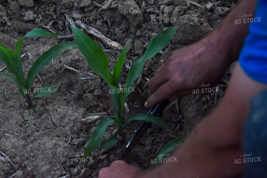 Agronomist Checking Soil 84196