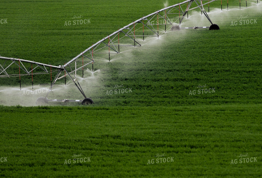 Pivot Irrigation System in Wheat Field 129031